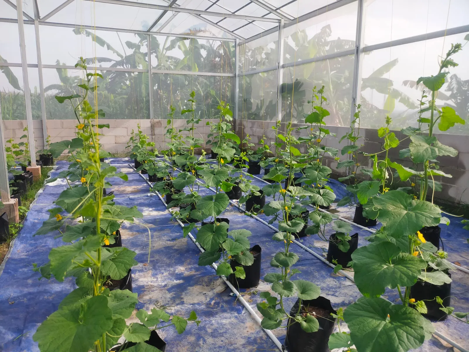 Dari Benih Jadi Buah: Greenhouse Hidroponik Karang Taruna Batursari Mulai Memasuki Masa Panen! - 2